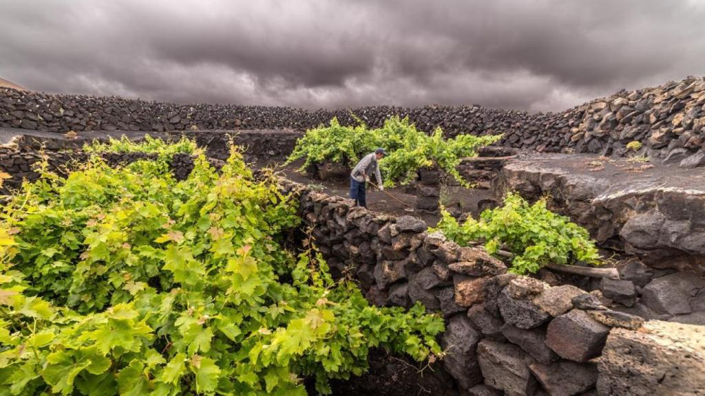 Viñedo volcánico de Bodegas El Grifo.