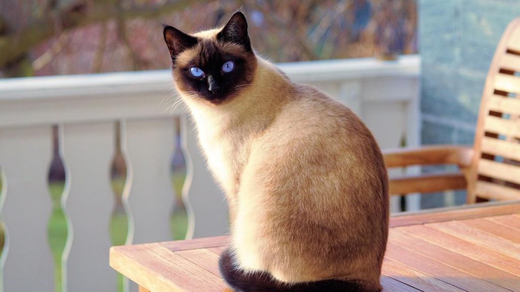 Gato
