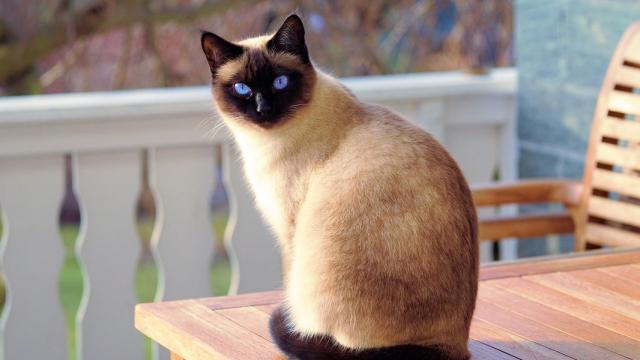 Gato