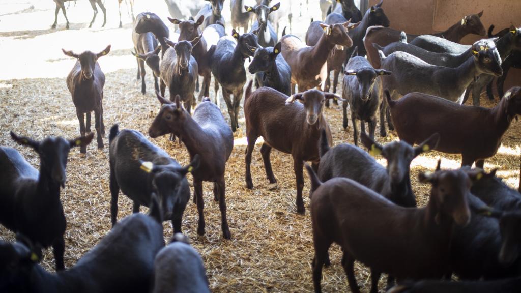 Una granja ecológica caprina de Albacete.