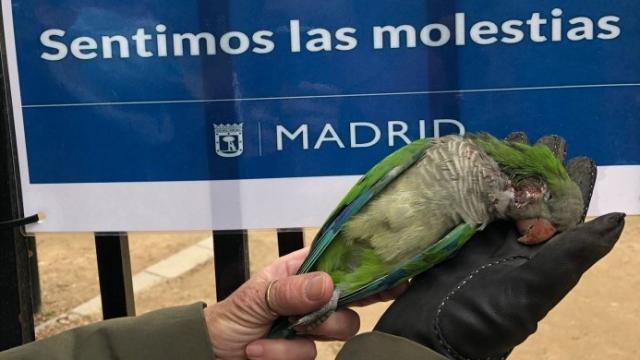 Una vecina muestra una de las cotorras muertas.