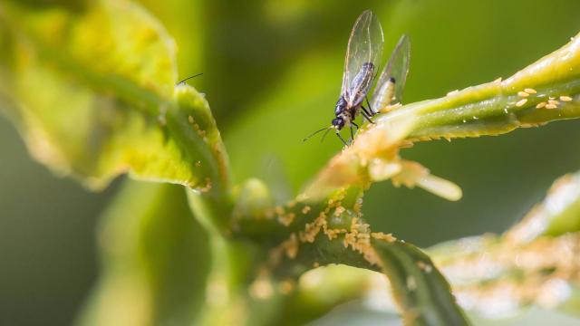 La Xunta amplía la cuarentena por la psila africana de los cítricos a 203 zonas gallegas