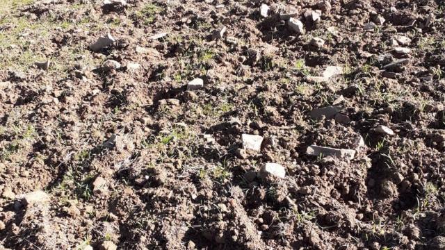 Agricultores de Ciudad Real claman por los estragos de los jabalíes en sus cultivos