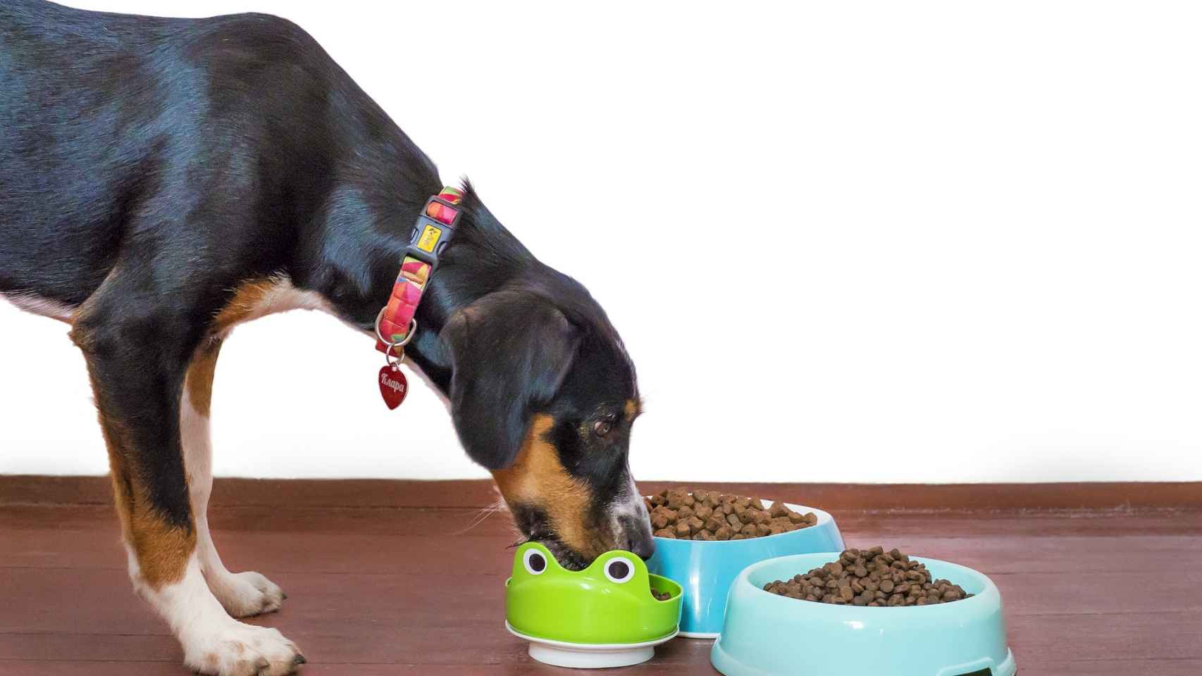 Los mejores remedios caseros para perros que no quieren comer