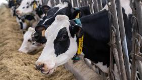 El SLG urge a la Xunta ayudas inmediatas para frenar la crisis del sector lácteo