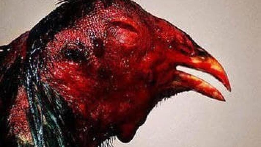 Un gallo mutilado tras una pelea con otro animal.