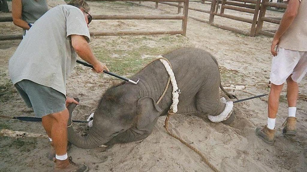 Varios operarios tratan de controlar a una cría de elefante en un circo.