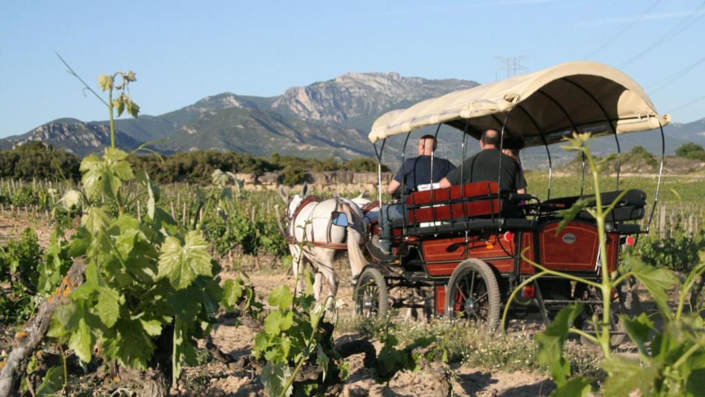 Un paseo en calesa por el viñedo de Roda.