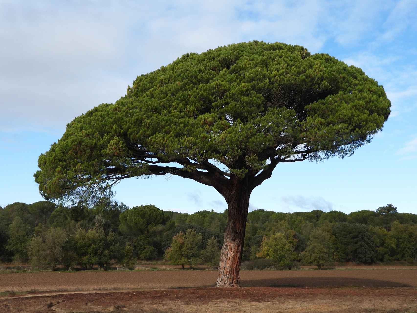 Pino Doncel de Mataperra, uno de los árboles singulares del recorrido.