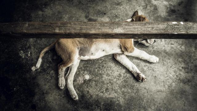 Investigado un vecino de Lugo por abandonar tres cachorros de perro en un contenedor