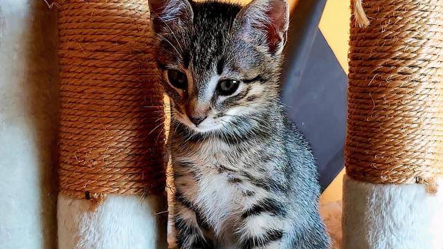 La asociación Coruña Gatuna  busca encontrar una familia para sus gatos