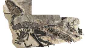 Esqueleto de Bruno, un individuo adulto del dinosaurio ‘Tethyshadros insularis’ descrito en este nuevo estudio. Foto: P. Ferrieri