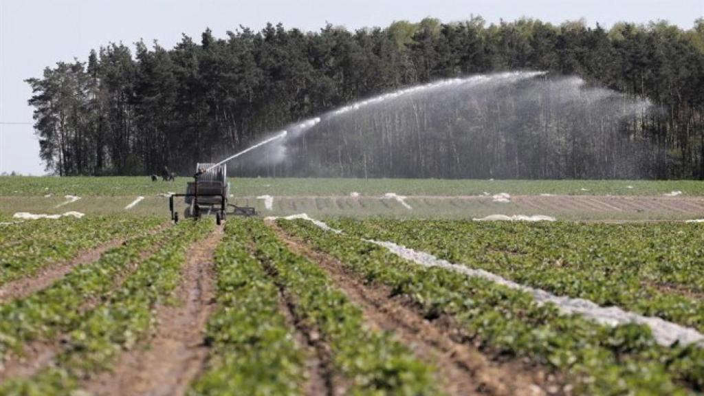 Un campo de regadío recibe el agua necesaria a través de un aspersor