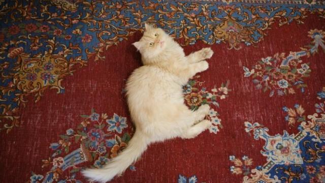 Un gato juega en el café Museo del Gato Persa en Teherán.