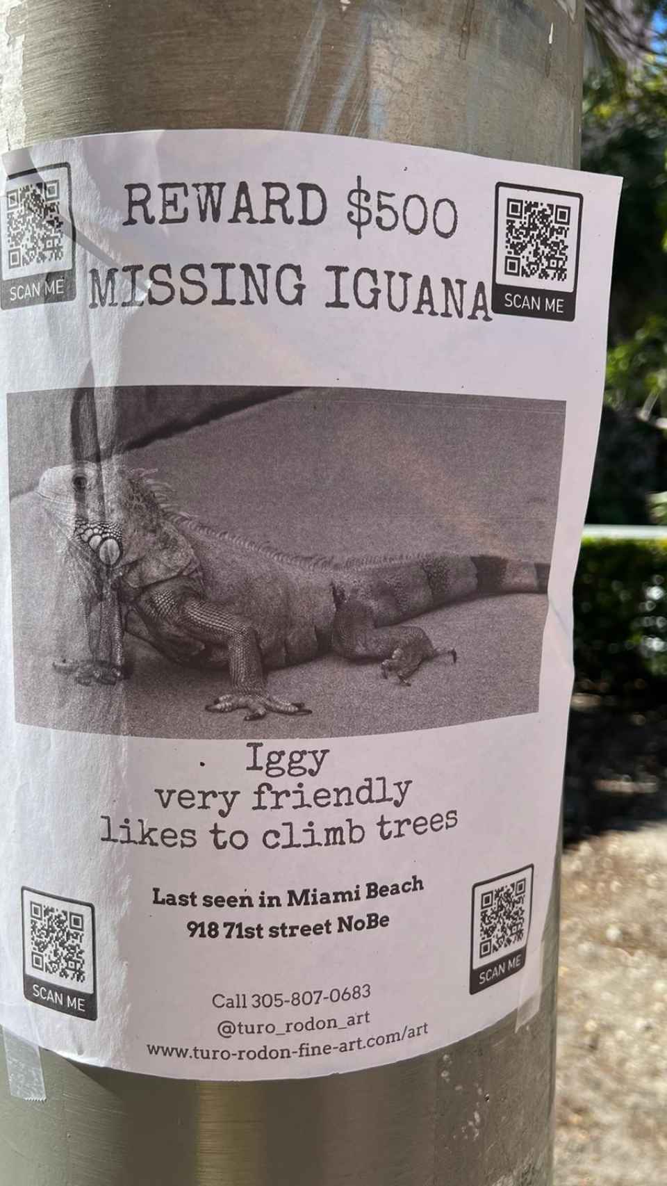 Se busca iguana, perdida en Miami Art Basel.