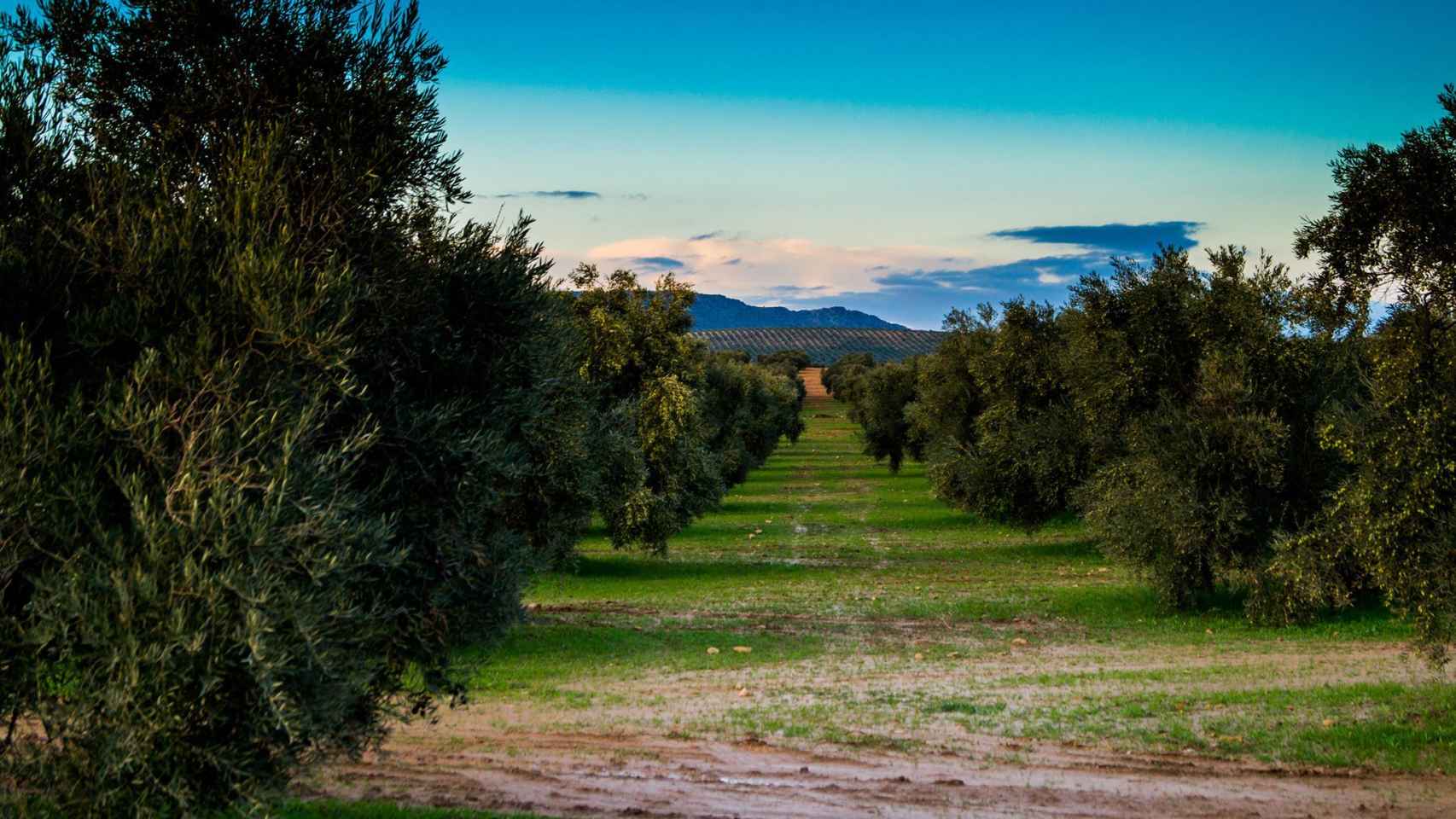 En la provincia hay una gran cantidad de olivares