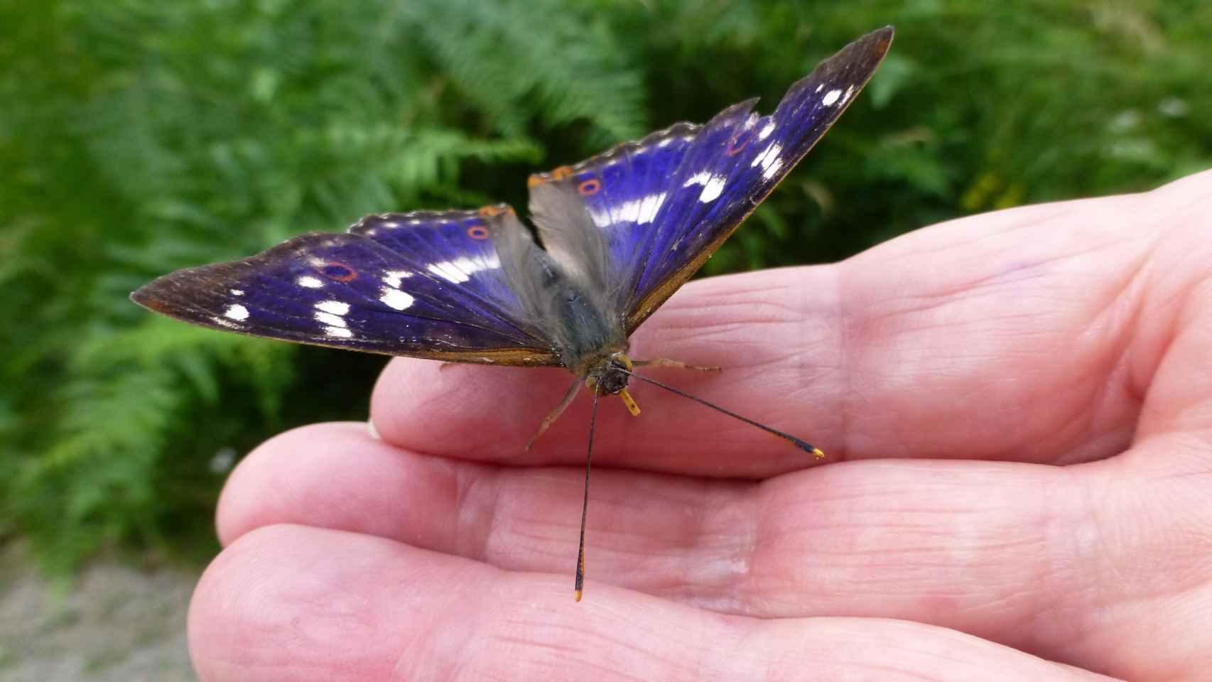 Una de las mariposas que Reichholf ha capturado con trampas de luz.