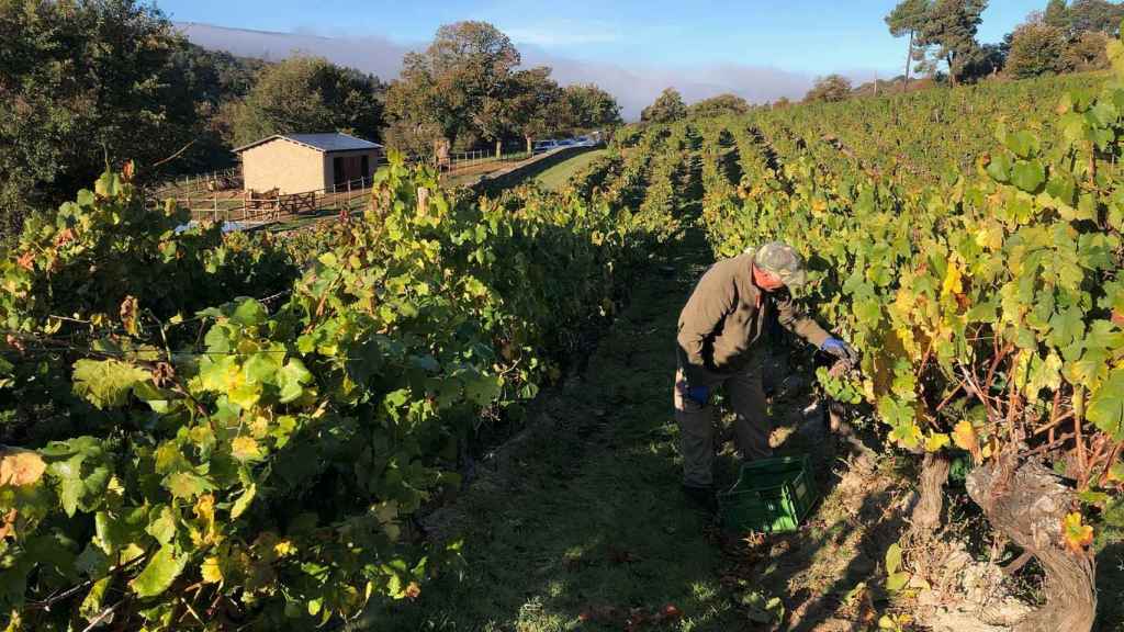 La Ruta del Vino de Valdeorras recuperará las antiguas cuevas que funcionaban como bodegas