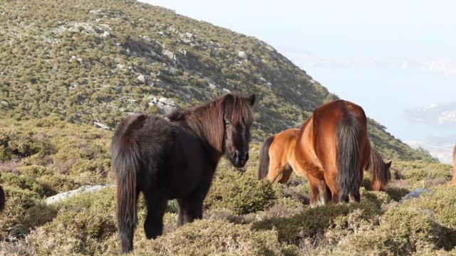 Caballos salvajes en Galicia.