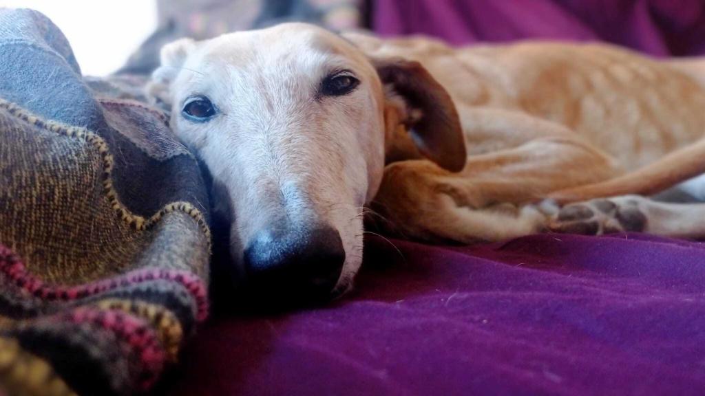 Duna, la galga de cuatro años ahoracada en este pueblo navarro.