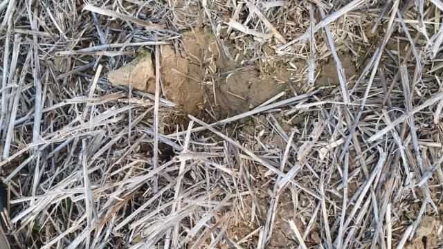 Topillos en Tierra de Campos