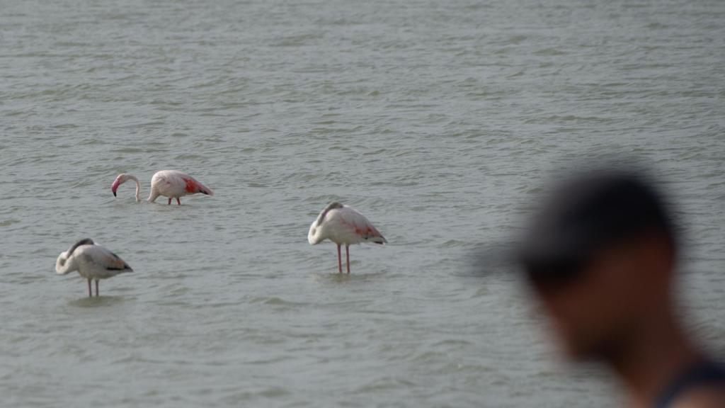 Un grupo de flamencos en las Salinas del Mar Menor, en San Pedro del Pinatar, a 9 de agosto de 2021, en Murcia (España).