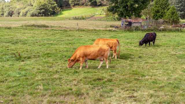 Vacas pastando en el campo.