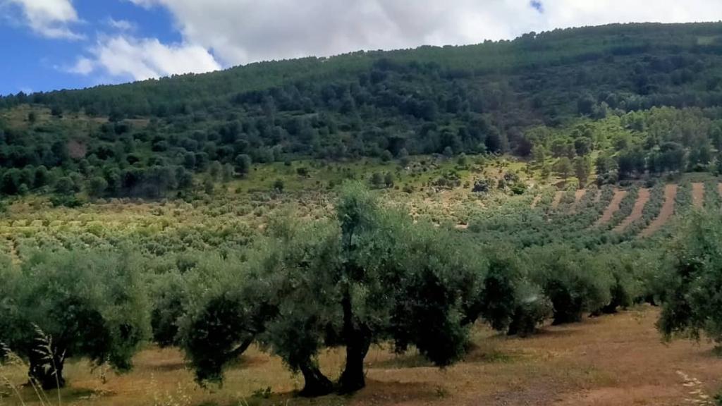 Los asociados de la cooperativa poseen, entre todos, unas 5.800 hectáreas de olivos en Jaén.