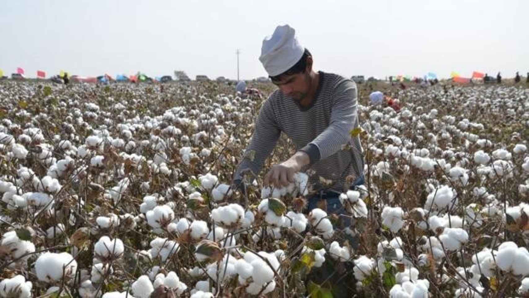 Un trabajador uigur recogiendo algodón.