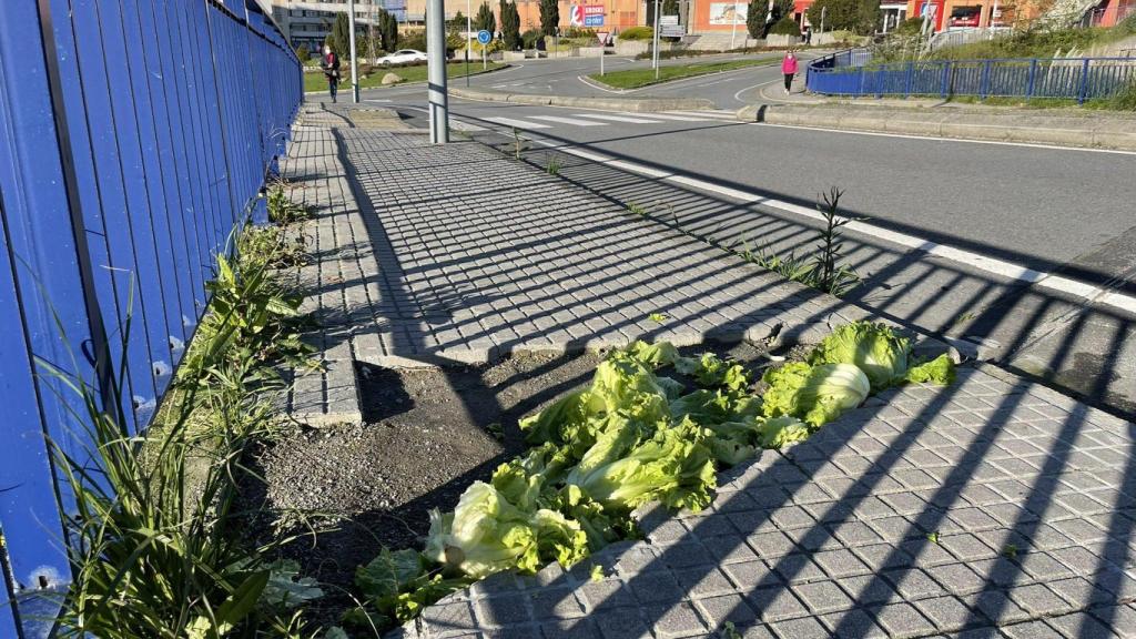 Vecinos de Monelos (A Coruña) plantan lechugas en un tramo de acera sin reparar como protesta