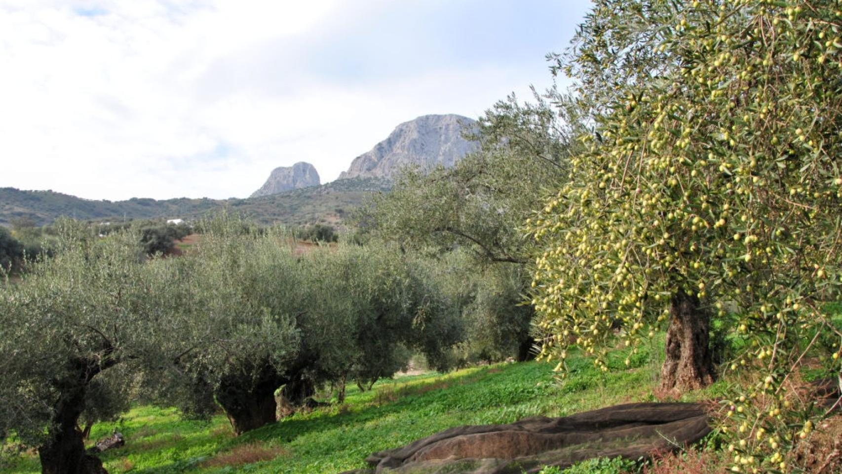 El aceite de oliva de Málaga es uno de los mejores del mundo.