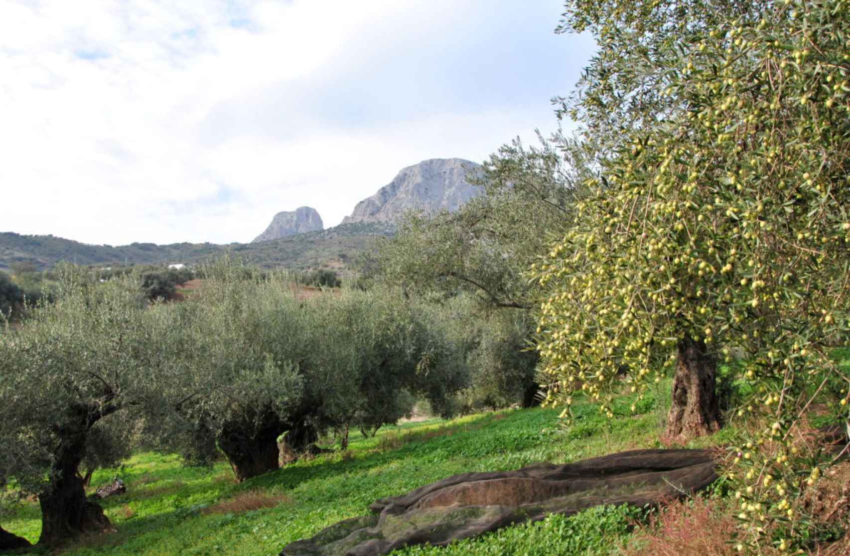 El aceite de oliva de Málaga es uno de los mejores del mundo.