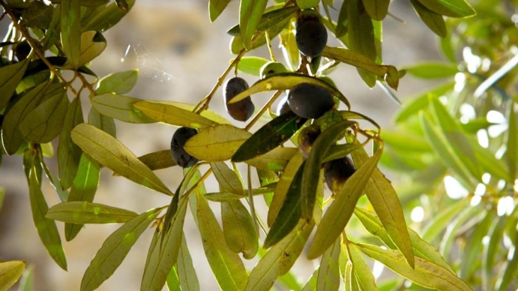 La fruta del olivo de un árbol de Málaga.