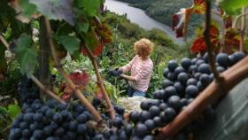 D.O. Ribeira Sacra, un paisaje para saborear vinos ‘de altura’