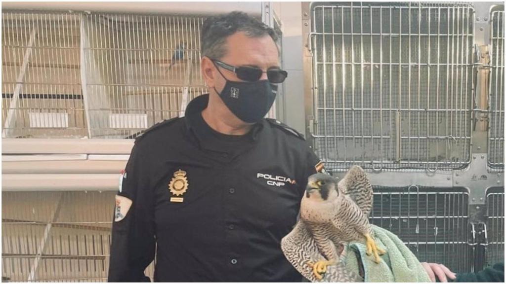 Un agente de la Policía Autonómica con el halcón rescatado.