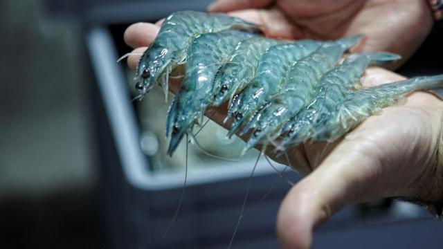 Langostinos de la empresa ubicada en Medina del Campo, Noray Seafood