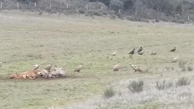 Buitres comiendo un ternero