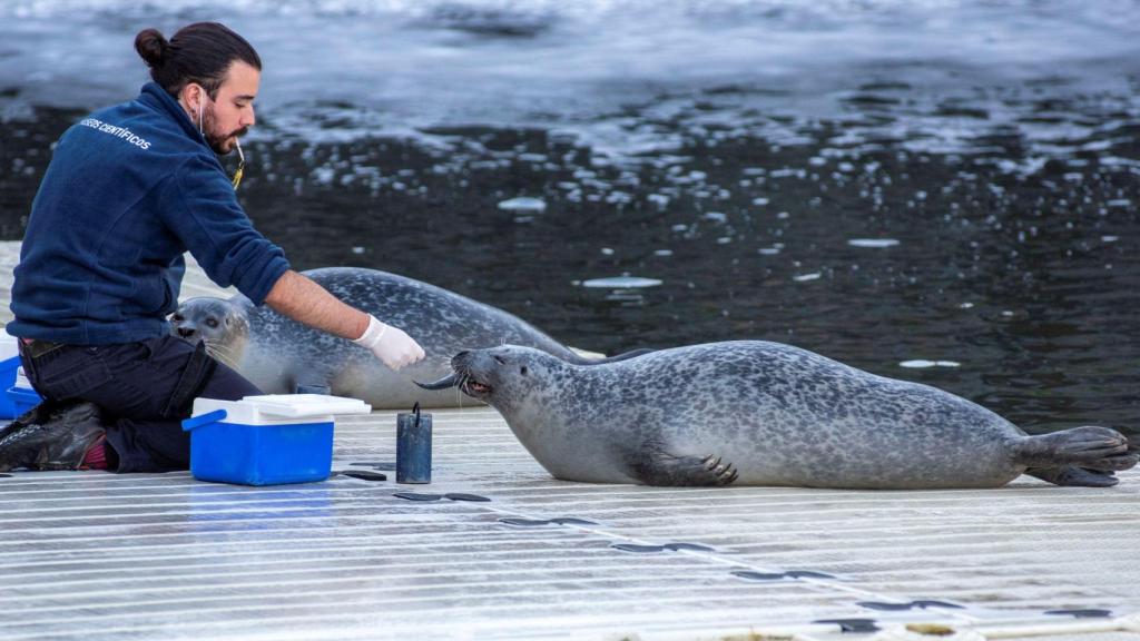 La actividad ‘Aventura coas focas’ del Aquarium Finisterrae de A Coruña.