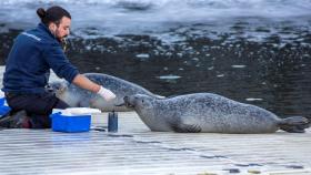 La actividad ‘Aventura coas focas’ del Aquarium Finisterrae de A Coruña.