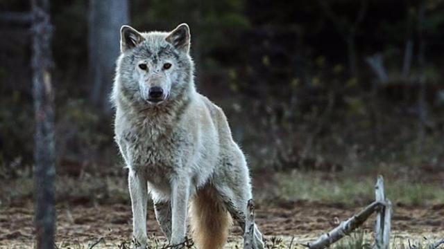 Rechazada la suspensión de la orden que incluye al lobo gallego en protección especial