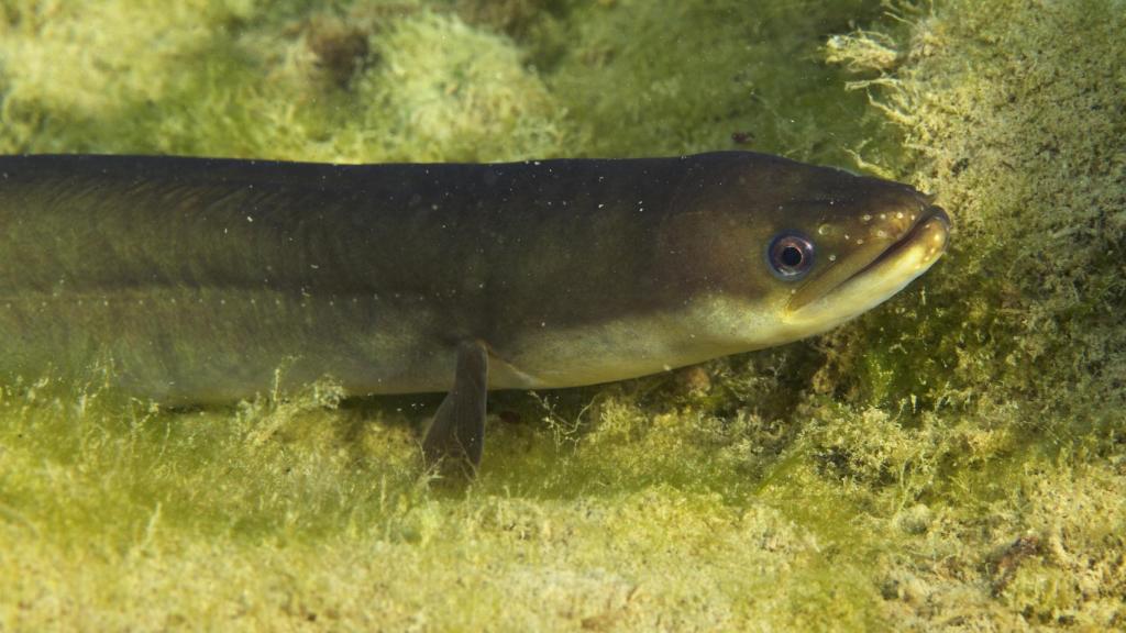 Acabaremos de conocer perfectamente a la especie cuando no la tengamos en el medio porque se ha extinguido