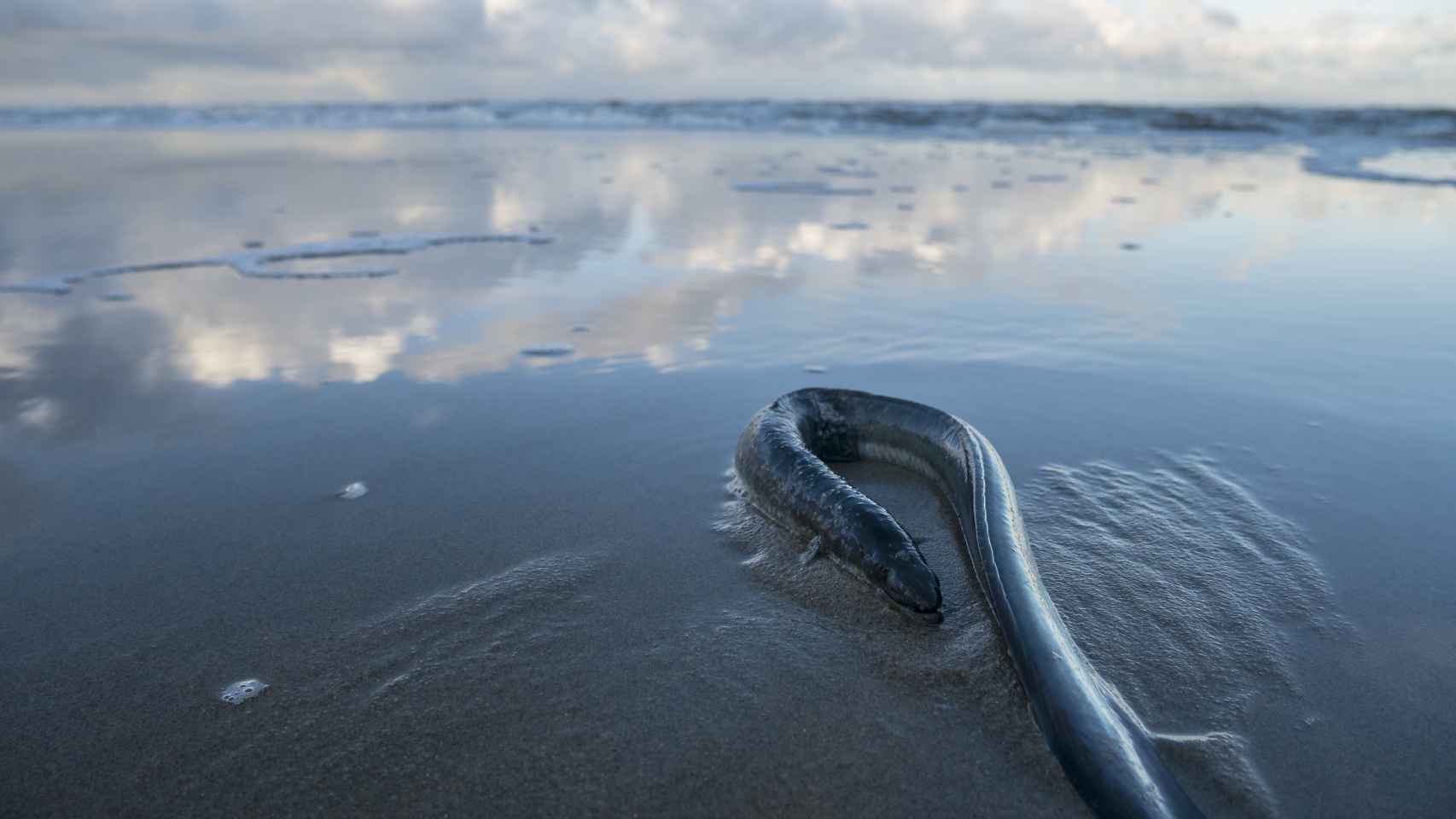 La anguila europea en estado de conservación crítico