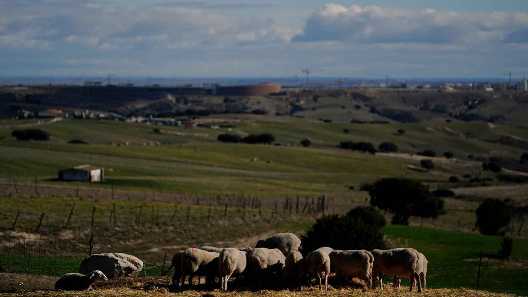Las ovejas de Embrujo de la Sierra en una finca de Colmenar Viejo, en Madrid.