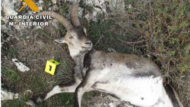 Cazan a cuatro furtivos por abatir cabras montesas en la provincia de Albacete