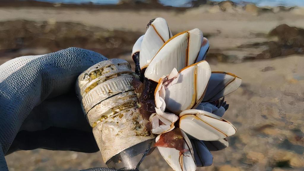 Noroeste, la marca coruñesa sostenible, recoge más de 100 kilos de basura en las playas