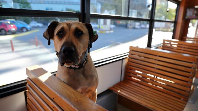 Boji, el perro más querido de Estambul.