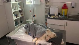 Animal fallecido en la veterinaria