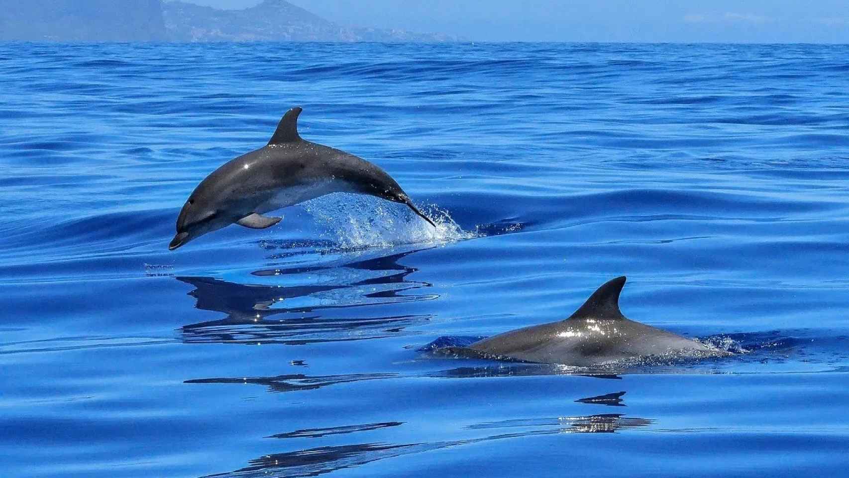 La Unión Europea, en contra de la cacería de delfines 'cara blanca' en las Islas Feroe