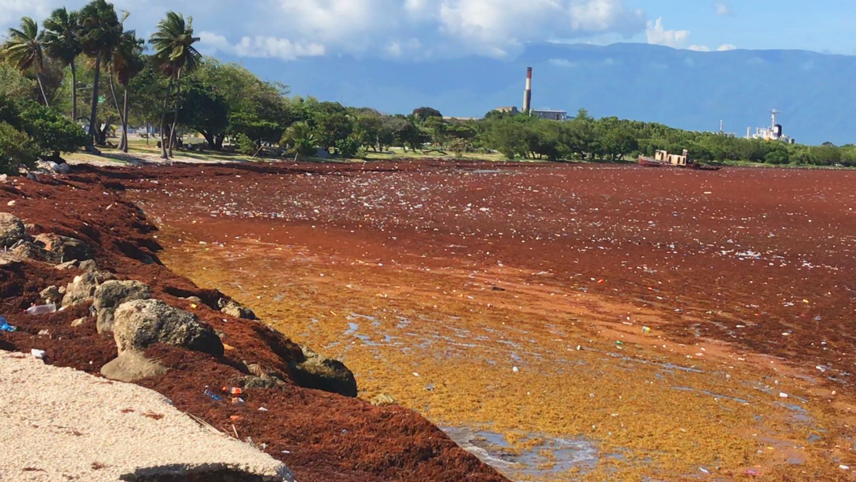 Sargazo en la provincia de Barahona, República Dominicana. Foto: Jonas Guevara (INTEC/DICYT).