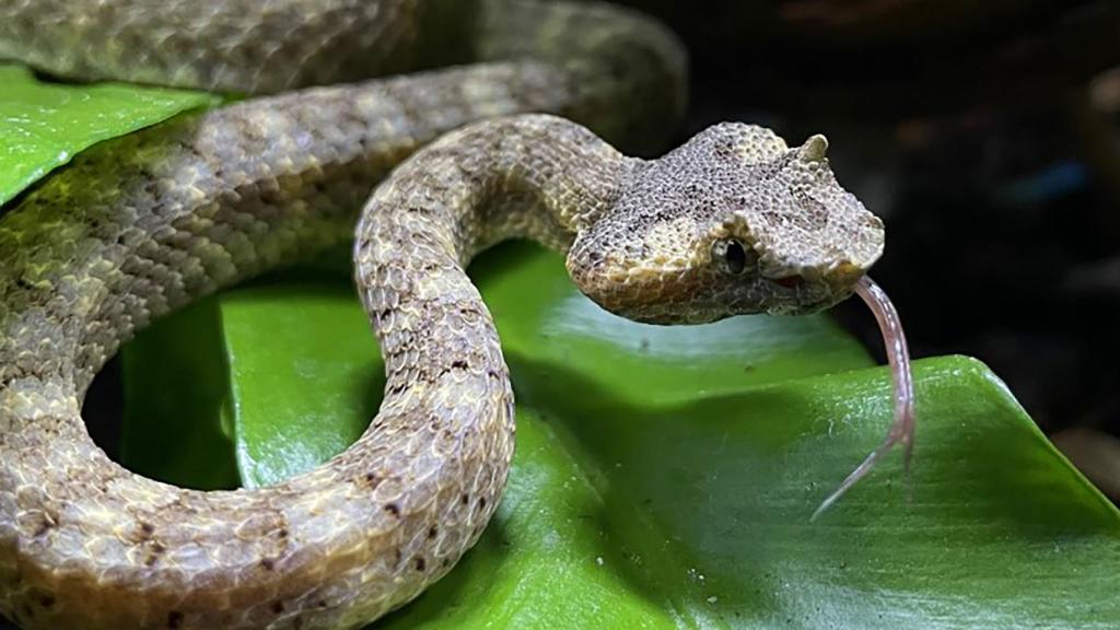 Víbora cornuda, Terra Natura Benidorm.